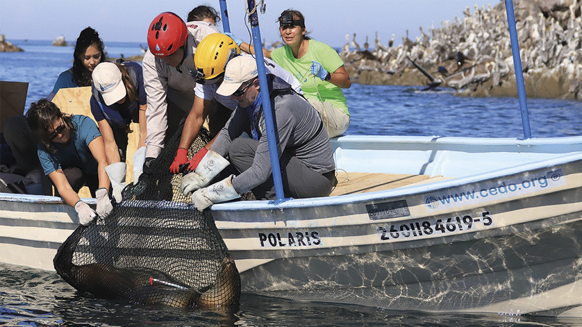 WIKA 压力表助力墨西哥营救海狮。